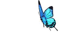 mariposa_azul