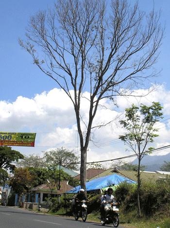 [Many Trees in Malang are Dying From Unidentified Disease[3].jpg]