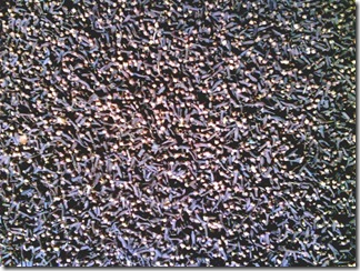 The Cloves