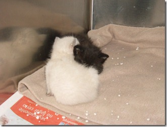 Gatinhos 3 semanas 2