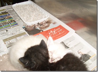 Gatinhos 3 semanas 3