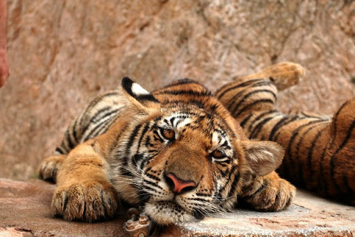 Кто был недавно в тигровом храме?