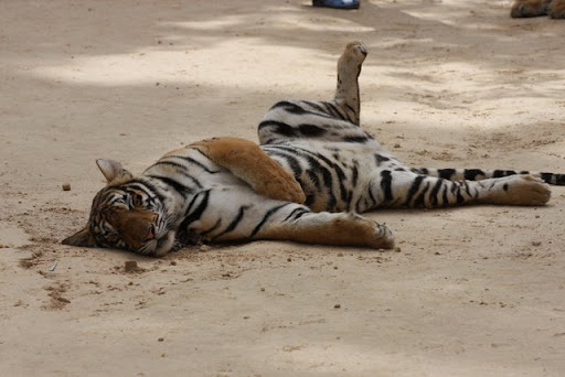 Кто был недавно в тигровом храме?