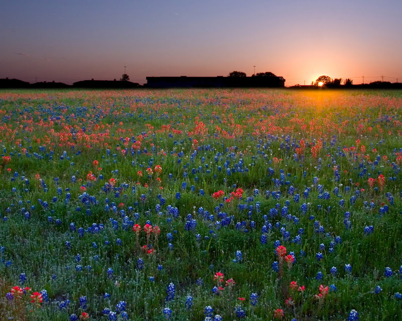 Bluebonnet Sunset