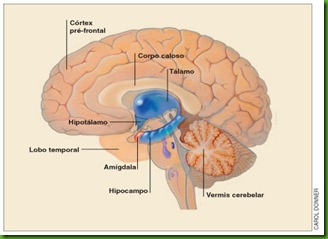Sistema limbico