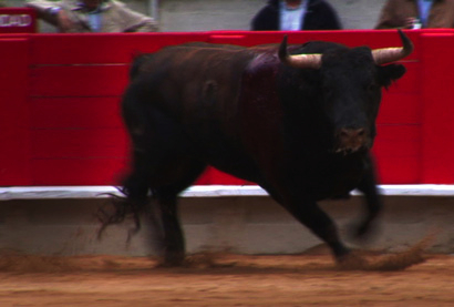 toro.TXn7xBA41Fsp.jpg