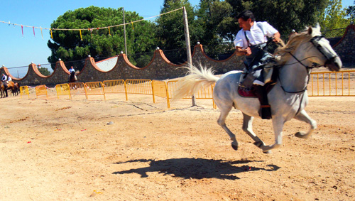 caballos.yFTdjbEIhdpC.jpg