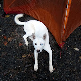 This dog was awesome.