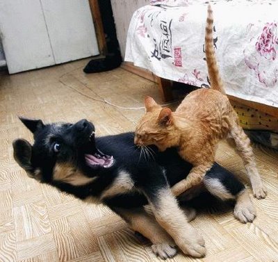 Meaaaaaaooooww!