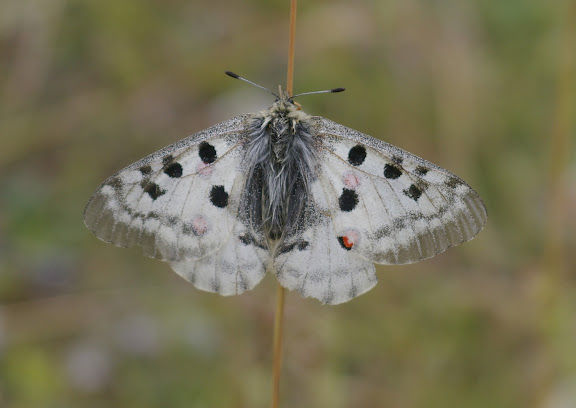 Parnassius (Parnassius) apollo provincialis KHEIL, 1905, femelle. La Blachière, 1700 m (Maurin, Alpes-de-Haute-Provence), 9 août 2009. Photo : J.-M. Gayman
