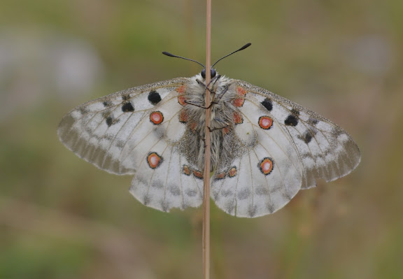Parnassius (Parnassius) apollo provincialis KHEIL, 1905, femelle, verso. La Blachière, 1700 m (Maurin, Alpes-de-Haute-Provence), 9 août 2009. Photo : J.-M. Gayman