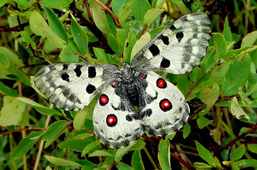 Parnassius (Parnassius) nomion FISHER DE WALDHEIM, 1823. Lac Khovsgol, Mongolie. Photo : Bayara