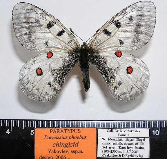 Parnassius phoebus chingizid spp. nova YAKOVLEV, 2006, holotype, femelle. LT : cours moyen de la rivière Elt-Gol, dist. de Bayan-Ulegei, Mongolie occidentale. Photo : Roman Yakovlev