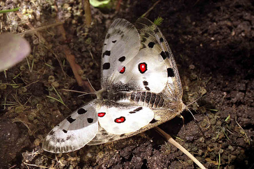 Parnassius (Parnassius) apollo