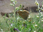 Satyrium (Superflua) deria MOORE, 1865, espèce nouvelle pour le Tadjikistan
