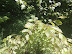 20100605138.jpg