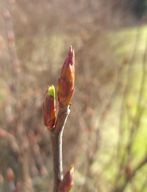 BILD0506