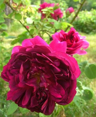 Great western_2