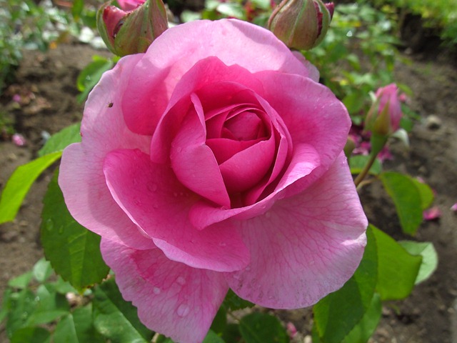 [Gertrude Jekyll_1[4].jpg]