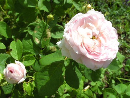 Maidens blush