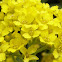 Basket of Gold