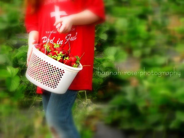 [Strawberries3402.jpg]