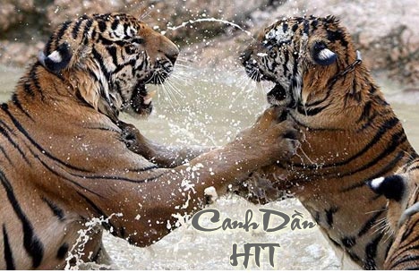 http://lh5.ggpht.com/_6nktQOihaMo/S21FSX16r_I/AAAAAAAAJX8/iE_CCrqK-VE/090428094037-698-618.jpg
