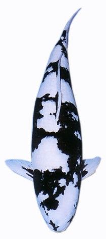 รูปภาพ ปลาคาร์พ อูจึริโมโน ( Utsurimono ) จักรพรรดิลายดำ สายพันธ์ ปลาคาร์พ