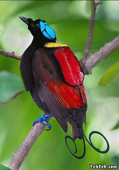 รูปภาพ นกสวยงาม Bird ติดอันดับโลก