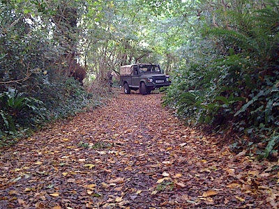 Beautiful carpet of autumn leaves on the track.