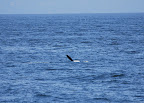 Orca Wave orca photos