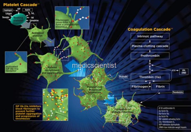 [Direct thrombin inhibitors 2[2].jpg]