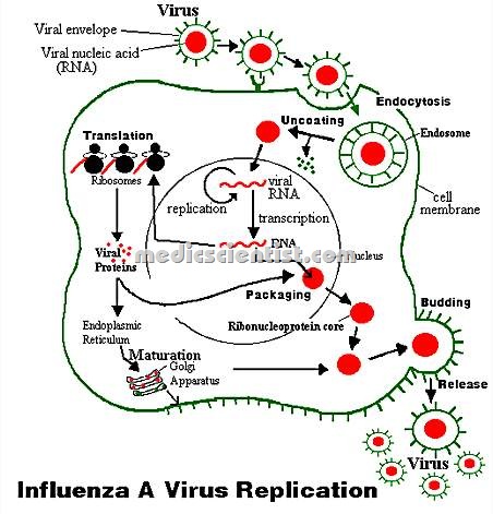 [Influenza A & B re[5].jpg]