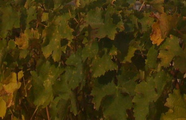[Grapevine Leaves[5].jpg]