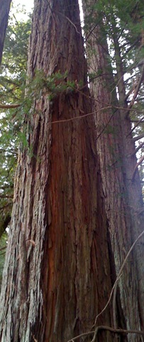 [California Redwood[4].jpg]