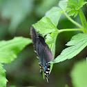 black swallowtail