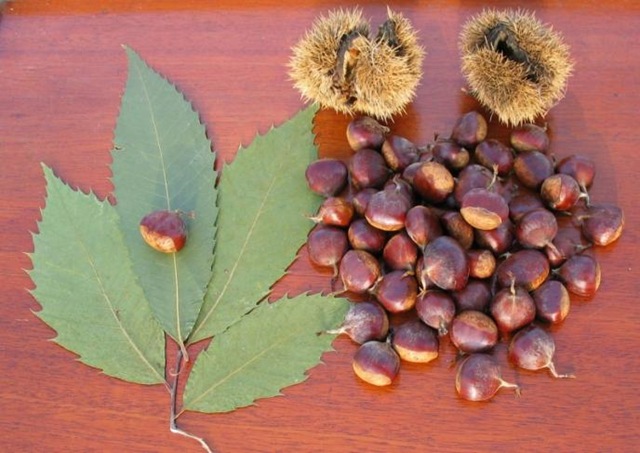[normal_Chestnuts,_leaves_and_burrs[3].jpg]