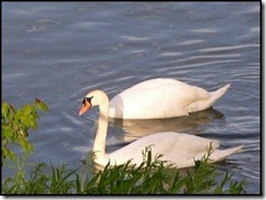 image007