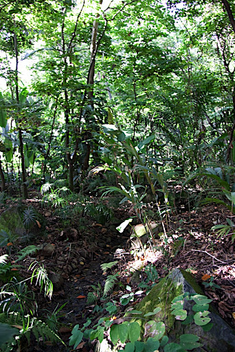 Inside the botanical gardens in the middle of the city