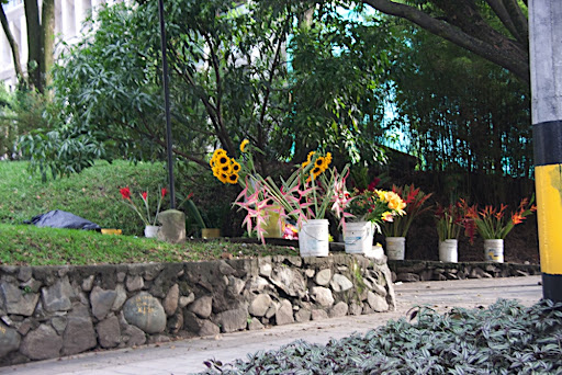 Strange flowers. The ones on the right are Ana's favorite.