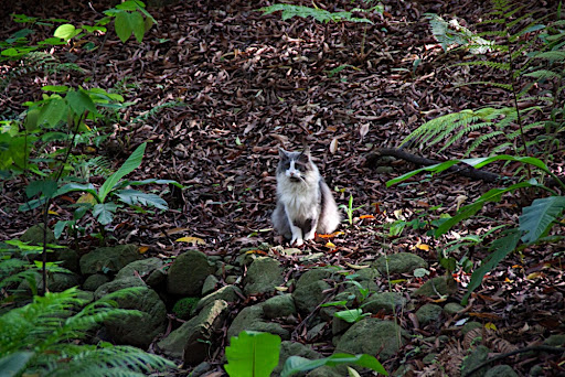 Jungle Cat