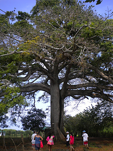 We took a walking tour of the island and saw this massive tree, estimated to be over 500 years old.