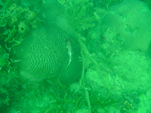 Squirrel fish swimming on top of some brain coral