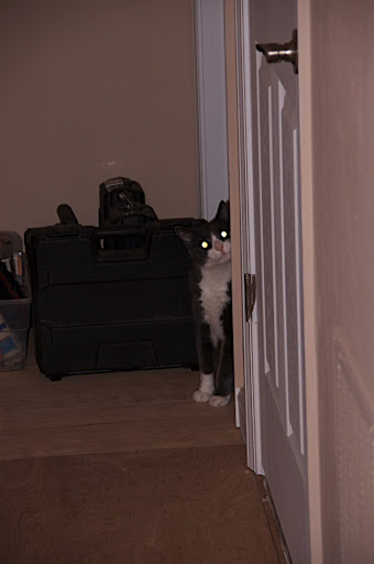 Meko hid in the bathroom during the sawing, hammering and other loud noises.