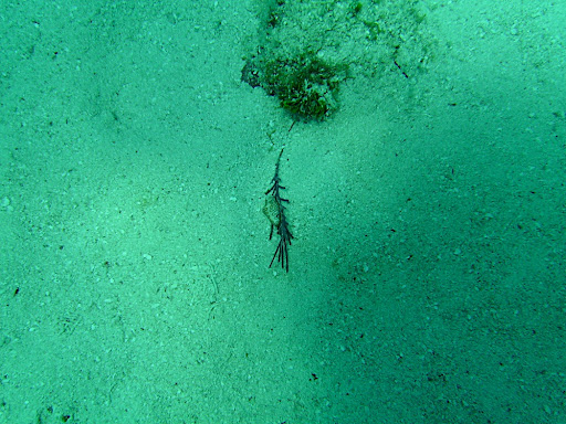 A sea slug
