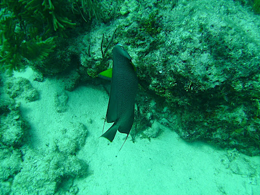 One of my favorite fish: French Angel Fish