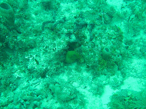 An eel poking his head out to see what was going on
