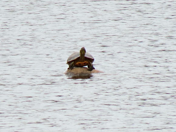 Spotting Image 1
