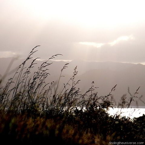 [Reeds in the sunlight - square[8].jpg]