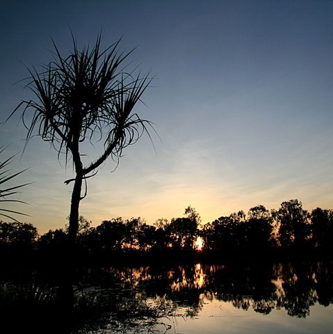 [Sunset tree[4].jpg]